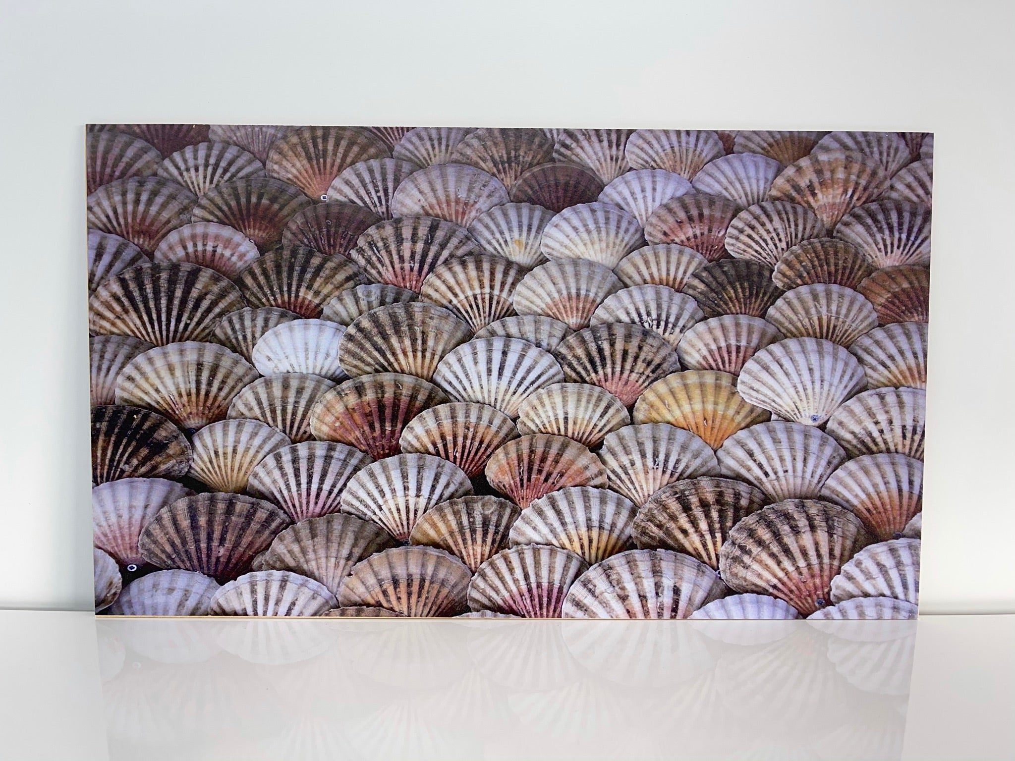 Seashell Wall Design Pattern Universal Ply – Toldincolor